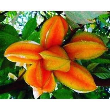 grosir bibit belimbing bangkok bibit unggul pohon okulasi cepat berbuah