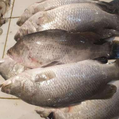 IKAN BARAMUNDI SEGAR / IKAN KAKAP PUTIH SEGAR 1.0kg