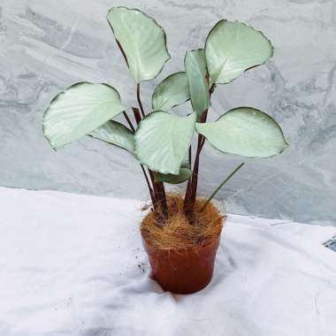 Jual Tanaman hias aglonema Red stardust Online November ...
