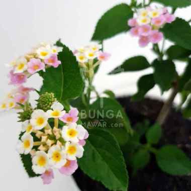 Jual Aglonema Paket 16 Jenis Tanaman Online Oktober 2020