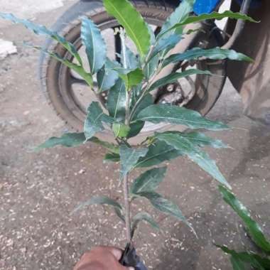 tanaman hias bibit pohon pelindung glodokan tiang glodogan tiang