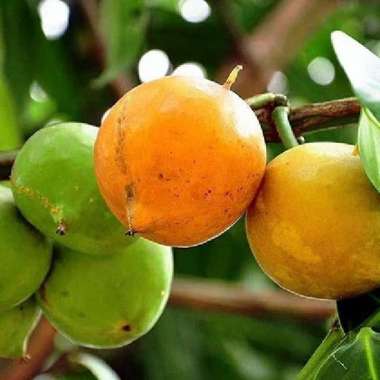 Bibit Tanaman Buah Mundu Unggul Buah Langka