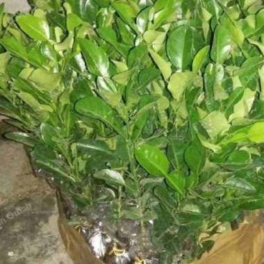 Bibit Daun Jeruk Purut Grosir Murah