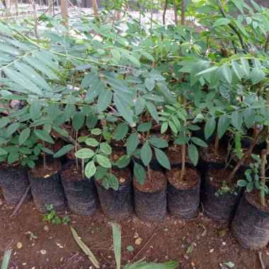 Indigofera tanaman indigofera aneka bibit purworejo