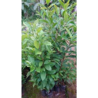 Bibit Daun Salam Bumbu Dapur Aneka bibit