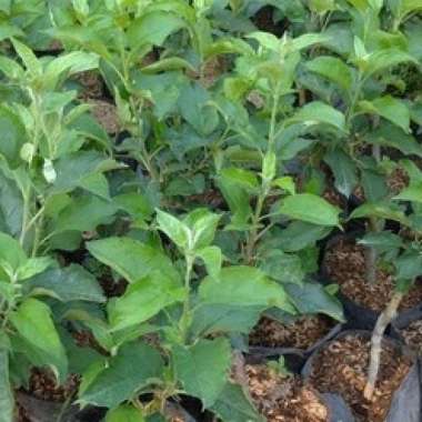 Bibit Buah Apel Putsa India Kondisi Sudah Berbuah Cepat Berbuah
