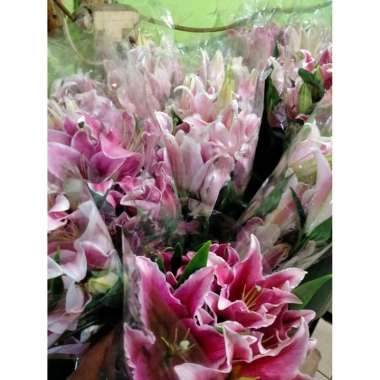 Bunga Lily /Casablanca / bunga segar / bunga tangkai Merah