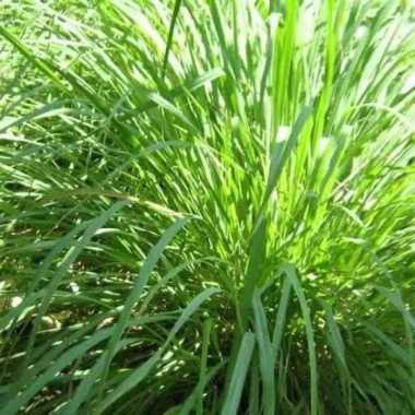 _ Bibit Tanaman Sereh Sayur Bibit Sereh Sayur Bibit Tanaman