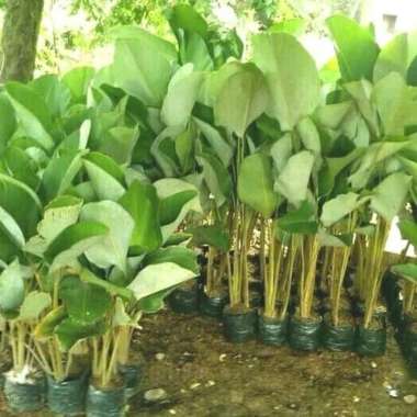 Tanaman Hias Pisang Calathea tinggi 1 meter