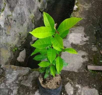 bibit tanaman daun salam-pohon salam sayur