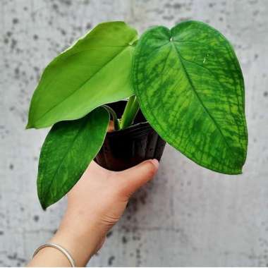 Tanaman Hias Indoor Syngonium Chiapense