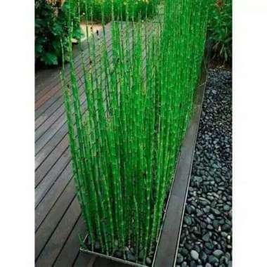 Tanaman Hias Bambu Air Pohon Bambu Air pembawa hoki