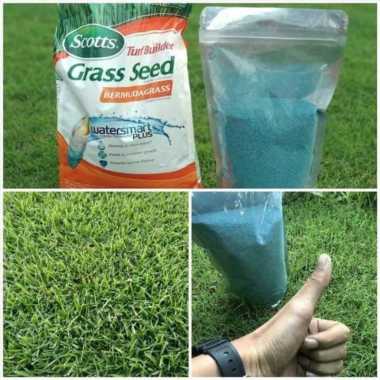 TERLARIS Benih rumput golf - jepang & gajah mini