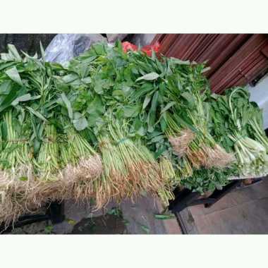 daun kacang pepaya jepang