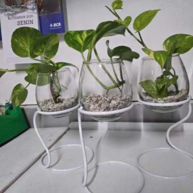 Jual River Ayu Alokasia Silver Tanaman Hias [Small Size