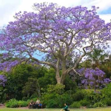 Bibit tanaman hias tabebuya ungu - tanaman bunga sakura Indonesia