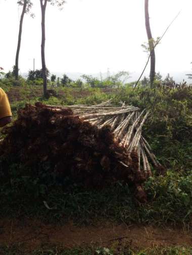 Bambu Jepang/Tanaman Pagar