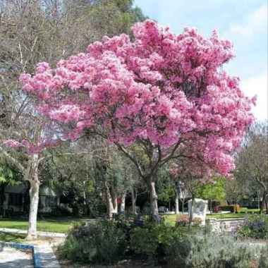 Tanaman Hias Bunga Sakura tabebuya 1 meter warna Pink