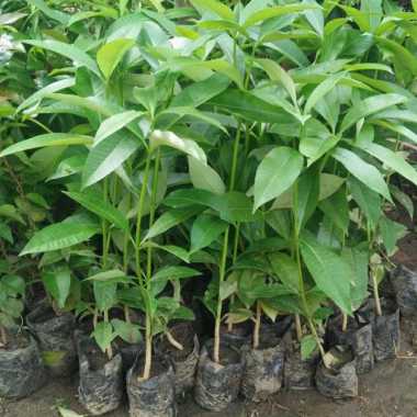 Bibit Pohon Pule Pulai Grosir Termurah