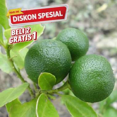 Bibit Jeruk Nipis Cepat Berbuah Cepat Berbuah