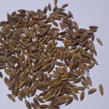 benih ketan putih ketan sawah 1 liter