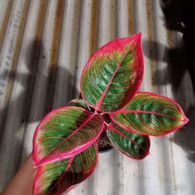 tanaman hias aglonena Kanza- pusat aglonema - ABR