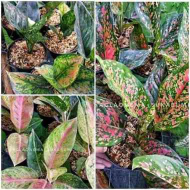 Paket 3 aglaonema - Paket tanaman hias aglonema