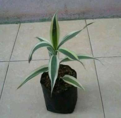 Tanaman Hias Dracaena Sanderiana