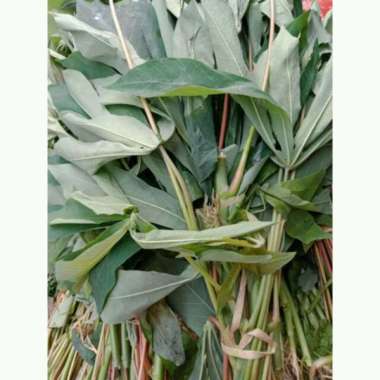 daun singkong
