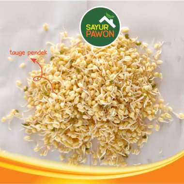 TAUGE PANJANG / TAUGE PENDEK / KECAMBAH SEGAR 250 gram - TAUGE PENDEK