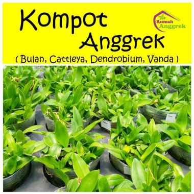 Anggrek Kompot Phalaenopsis Dendrobium Vanda dendro bulan seedling bibit botol Bulan (Phalaenopsis)
