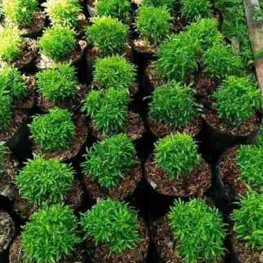 tanaman hias brokoli hijau - pohon brokoli