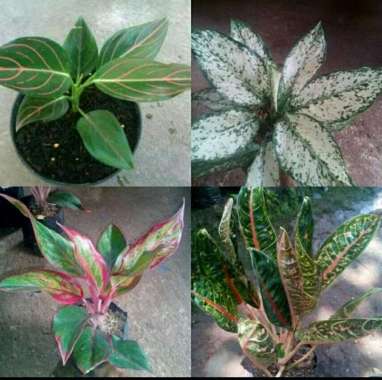 Paket Tanaman Hias Aglaonema