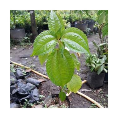 Jual Bibit Tanaman Murah Durian Pelangi (Pulau Jawa) Murah