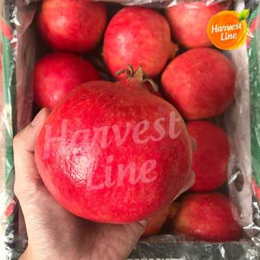 BUAH DELIMA MERAH JUMBO POMEGRANATE IMPOR IMPORT [HARVEST LINE] BIG