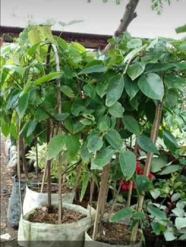 jual pohon rambat flame of irian, Tukang taman