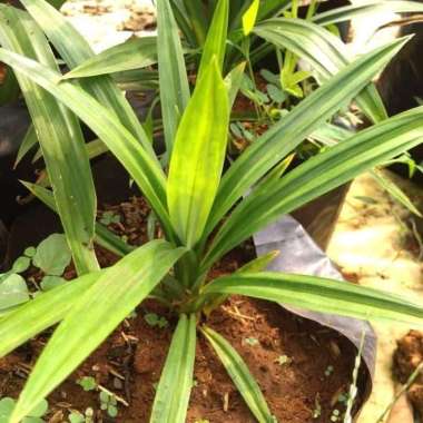 Tanaman pandang wangi | pohon pandan wangi | pandan wangi