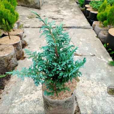 Jual Bonsai Cemara Sinensis Original Murah