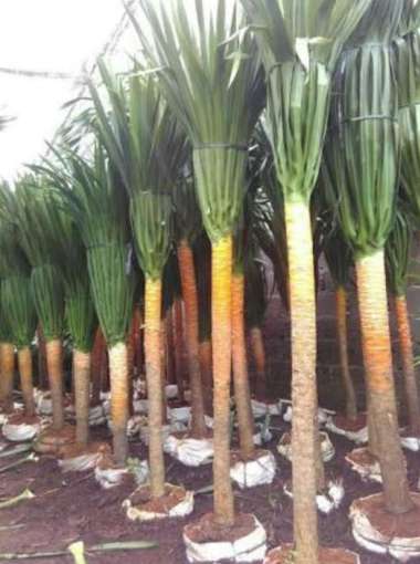 Tanaman Pandan Bali 1 setengah Meter