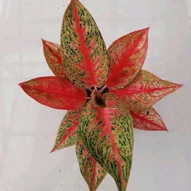 tanaman hias aglonema red legacy