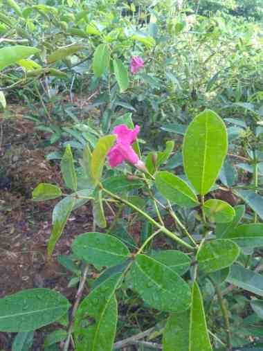 Langka Tanaman Hias Tabebuya Merah ukuran 1 meter