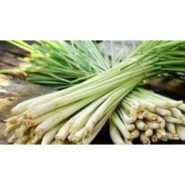 Bibit sereh/serai bumbu