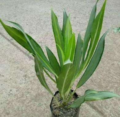 Jual Aglonema Paket 16 Jenis Tanaman Online Desember 2020