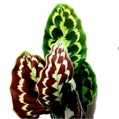 tanaman indoor bunga calathea peacock merak