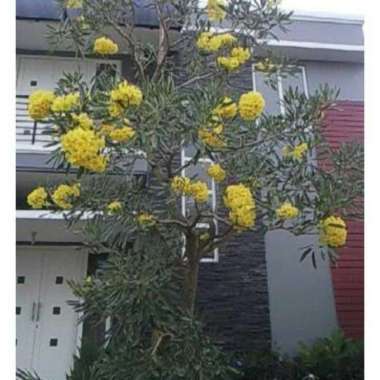 Biji / Benih Pohon Tabebuya