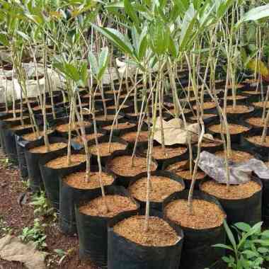 Tinggi 1 Meter Pohon Tabebuya Bunga Pink dan Ungu - Sakura Bungur