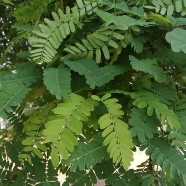 daun asam jawa segar pres teemurah Hijau