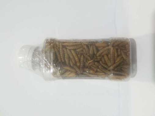 ulat kering maggot pakan makanan ikan predator