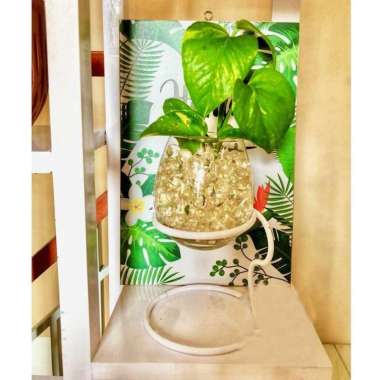 Jual KAKTUS BAGUS Jenis Sukulen Paket Tanaman Kaktus Pot