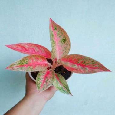 tanaman hias aglonema red legacy - pusat aglonema - ABR